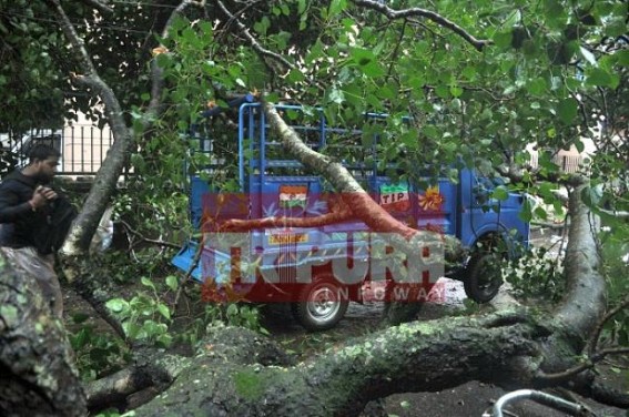 Huge banyan tree collapsed at Agartala : 1 injured Huge banyan tree collapsed at Agartala : 1 injured